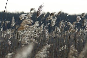 _MG_2275_redigerad-1