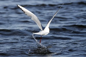 _MG_2338_redigerad-1