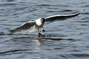 _MG_2448_redigerad-1