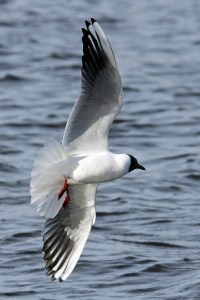 _MG_2452_redigerad-1