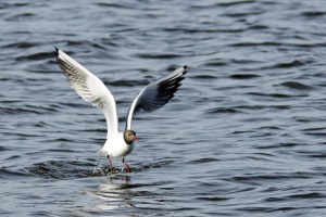 _MG_2460_redigerad-1