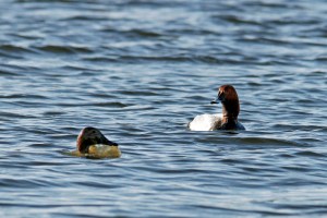 _MG_2617_redigerad-3