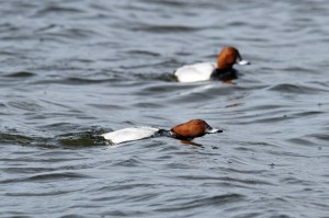 _MG_2833_redigerad-1