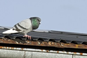 _MG_4391_redigerad-1