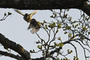 _MG_4397_redigerad-1