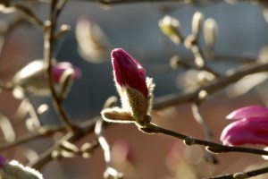 _MG_4428_redigerad-1