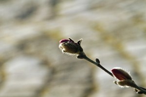 _MG_4441_redigerad-1