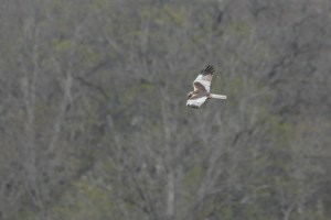 _MG_4743_redigerad-1