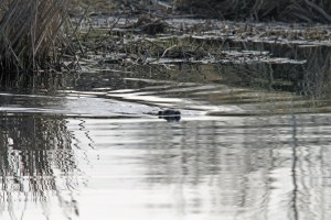 _MG_5004_redigerad-1