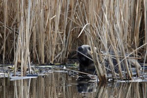 _MG_5018_redigerad-1