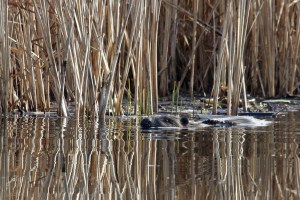 _MG_5026_redigerad-1