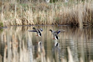 _MG_5048_redigerad-1