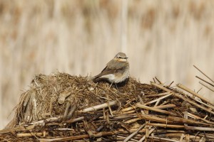 _MG_5105_redigerad-1