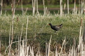 _MG_5168_redigerad-1