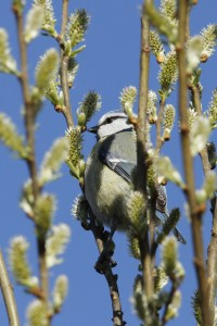 _MG_5295_redigerad-1