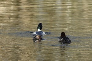 _MG_5308_redigerad-1