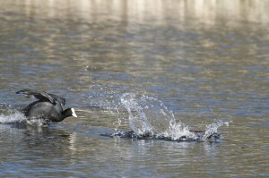 _MG_5334_redigerad-1