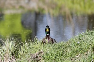 _MG_5356_redigerad-1