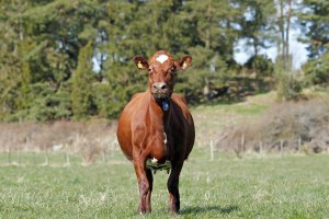 _MG_5490_redigerad-1