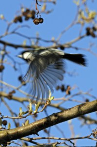 _MG_5855_redigerad-1