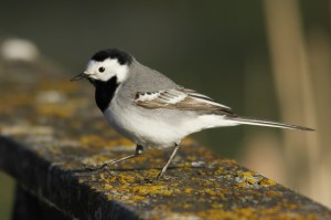 _MG_5857_redigerad-1