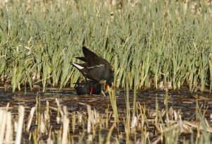 _MG_5982_redigerad-1