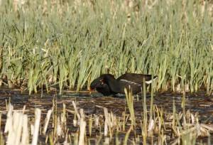 _MG_5984_redigerad-1