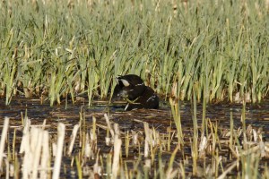 _MG_5991_redigerad-1