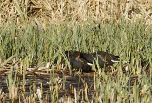 _MG_6010_redigerad-1