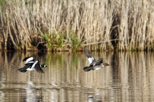 _MG_6027_redigerad-1