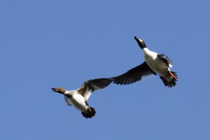 _MG_6040_redigerad-1