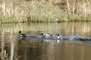 _MG_6075_redigerad-1