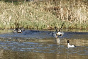 _MG_6082_redigerad-1