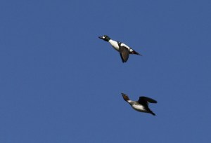 _MG_6134_redigerad-1