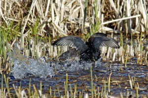 _MG_6164_redigerad-1