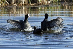 _MG_6237_redigerad-1