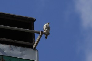 _MG_6612_redigerad-1