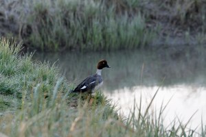 _MG_6765_redigerad-1