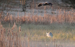 _MG_6774_redigerad-2