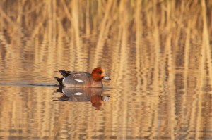 _MG_6832_redigerad-2