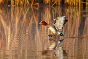 _MG_6857_redigerad-2