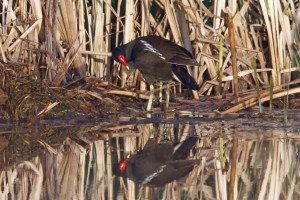 _MG_7004_redigerad-1