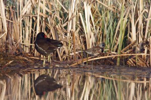 _MG_7013_redigerad-1