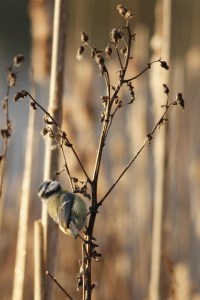 _MG_7028_redigerad-1