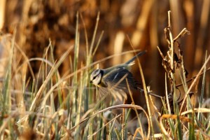 _MG_7037_redigerad-1