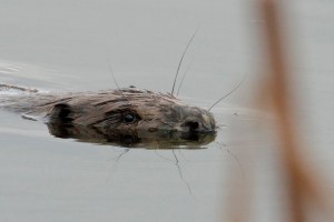 _MG_7092_redigerad-2