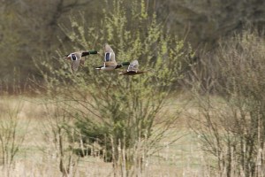 _MG_7205_redigerad-1