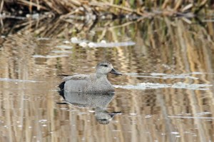 _MG_7208_redigerad-1