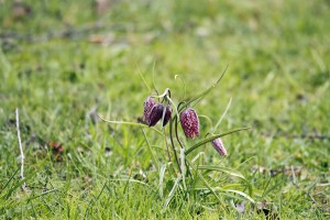 _MG_7251_redigerad-1