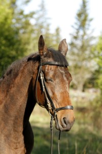 _MG_0142_redigerad-1